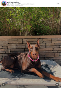 Pink Ombre Acrylic Bead Collar