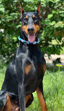 Load image into Gallery viewer, Blue Raspberry Stars Bead Collar