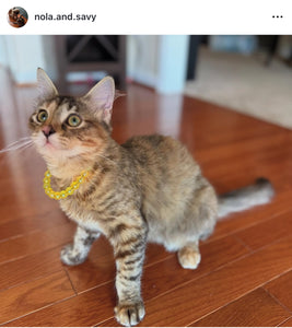 Yellow Jelly XS Bead Collar [Small Dog/Cat Bead Collar]