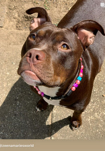 🍬 Cotton Candy Crush Bead Collar - SALE