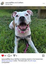 Load image into Gallery viewer, 🌼 Pink Ombre Daisies 🌼 Silicone Bead Collar