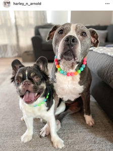 Tropical Punch Bead Collar