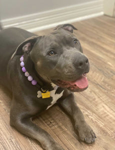 Purple Dream Bead Collar