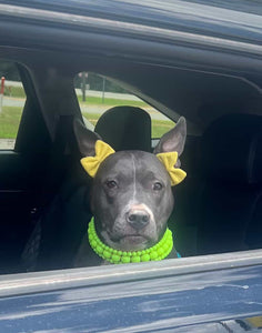 Neon Highlighter Yellow Triplo Acrylic Bead Collar