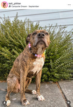 Load image into Gallery viewer, Pastel Rainbow Acrylic Bead Collar