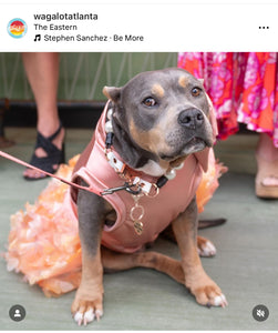 Chunky White Pearls Acrylic Bead Collar – Hypnotic Dog