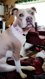 Citrus Berry Glam Bead Collar
