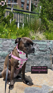 🌼 Pink Ombre Daisies 🌼 Silicone Bead Collar