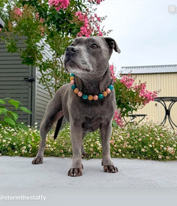 Teal Rose Bead Collar