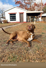 Load image into Gallery viewer, Gingerbread Mocha Glam Bead Collar