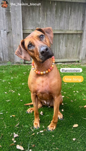 Autumn Leaves 🍂 Bead Collar