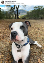 Load image into Gallery viewer, Neptune Blue Bead Collar