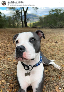 Neptune Blue Bead Collar