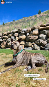 Poseidon Green Bead Collar