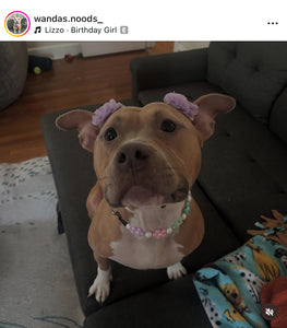 🌼 Spring Fling Daisies 🌼 Silicone Bead Collar