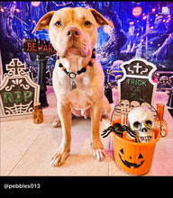 Load image into Gallery viewer, PERSONALIZED Pumpkin Spice Halloween Bead Collar