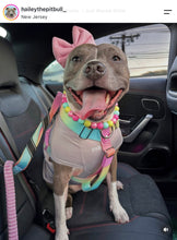 Load image into Gallery viewer, Neon Candyland Bead Collar