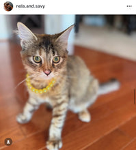 Load image into Gallery viewer, Yellow Jelly XS Bead Collar [Small Dog/Cat Bead Collar]