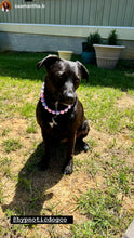 Load image into Gallery viewer, Pretty Princess Acrylic Bead Collar