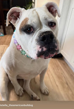 Load image into Gallery viewer, 🌼 Spring Fling Daisies 🌼 Silicone Bead Collar