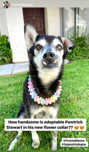 Field of Daisies 🌼 [Decorative Only] Bead Collar