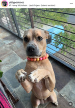 Load image into Gallery viewer, Sweet Tart Acrylic Bead Collar