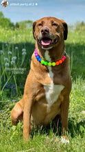Load image into Gallery viewer, Rainbow Colorblock 🌈 Bead Collar