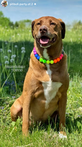 Rainbow Colorblock 🌈 Bead Collar
