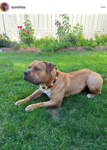 Reggae Bead Collar