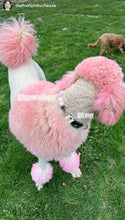 Load image into Gallery viewer, Pink Carnation Bead Collar