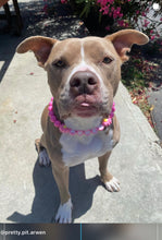 Load image into Gallery viewer, PERSONALIZED Pink Daisy Bead Collar