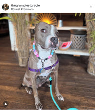 Load image into Gallery viewer, Cupcake Glitz Bead Collar