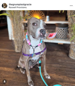 Cupcake Glitz Bead Collar