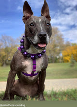 Load image into Gallery viewer, Chunky Mystic Purple Acrylic Bead Collar