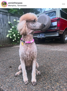 Pink Ombre Acrylic Bead Collar