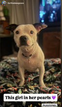 Load image into Gallery viewer, XS White Pearl Single Strand Bead Collar