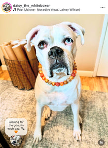 Autumn Leaves 🍂 Bead Collar