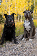 Load image into Gallery viewer, Trick or Treat Bead Collar