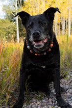 Load image into Gallery viewer, Trick or Treat Bead Collar