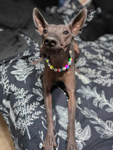 Load image into Gallery viewer, Rainbow Tie Dye Skull Candy Bead Collar
