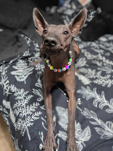Rainbow Tie Dye Skull Candy Bead Collar