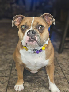 🏈 Football NFL Team Colors Bead Collar