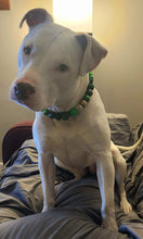 Load image into Gallery viewer, Pot of Gold 🍀 Bead Collar