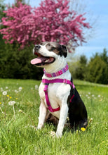Load image into Gallery viewer, Mini Raspberry Sugar Duplo Acrylic Bead Collar