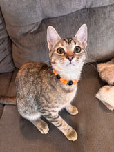 Load image into Gallery viewer, MINI Jack O&#39; Lantern [Small Dog/Cat Bead Collar]