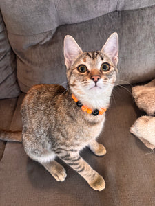 MINI Jack O' Lantern [Small Dog/Cat Bead Collar]