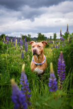 Load image into Gallery viewer, Sugar Sky Acrylic Bead Collar