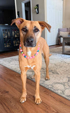 Load image into Gallery viewer, Bubblegum Pink Glitter Prism Bead Collar