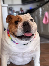 Load image into Gallery viewer, Electric Rainbow Bead Collar