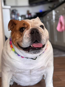 Electric Rainbow Bead Collar